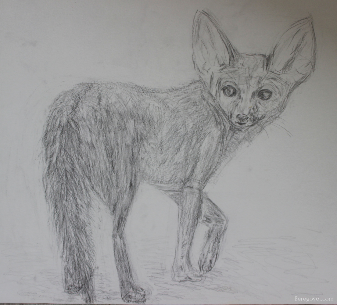 Fennec Fox Drawing by Alexey Beregovoy